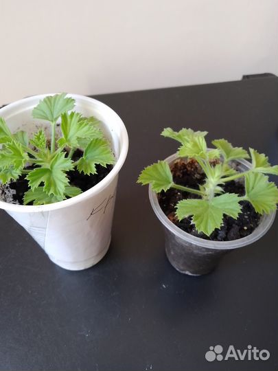 Черенки королевской пеларгонии Шоко