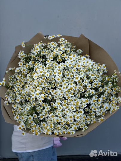 Ромашки 21 51 101