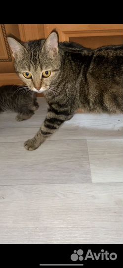 Котята бесплатно