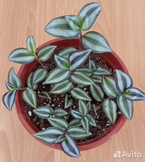 Традесканция Зебрина