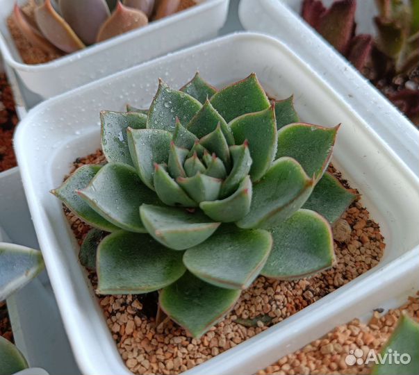 Суккуленты коллекционные