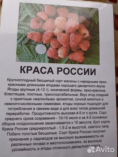 Саженцы малины