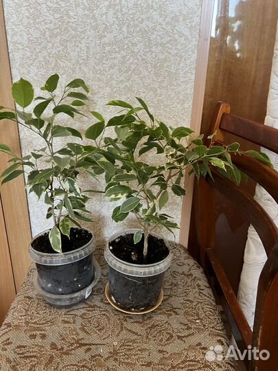 Фикус бенджамина