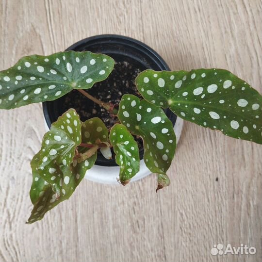 Бегония макулата