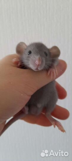 Крысята Дамбо ушастые с клеткой