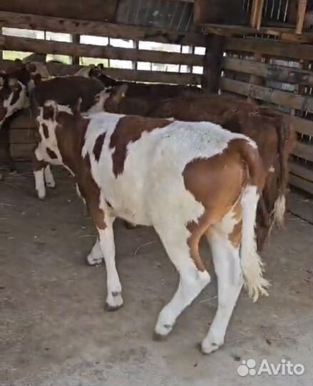 Телки герефорд