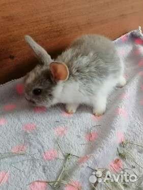 Кролики малыши вислоухие декоративные