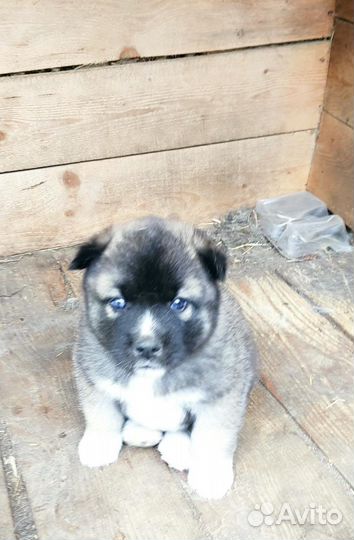 4 ласковых парня ищут себе дом