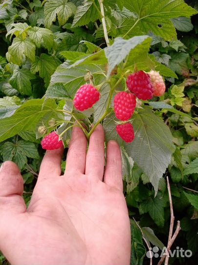 Саженцы малины элитных сортов