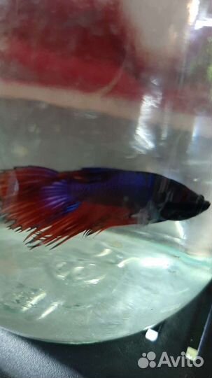 Рыба петушок