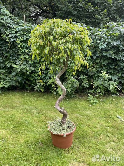 Фикус Б. Экзотика спираль 35/170 + Санни Вайт