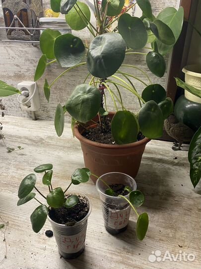 Пилея пеперомиевидная