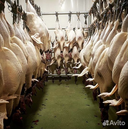 Мясо «Халяль» (говядина, баранина, конина, птица)