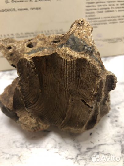 Окаменелое дерево