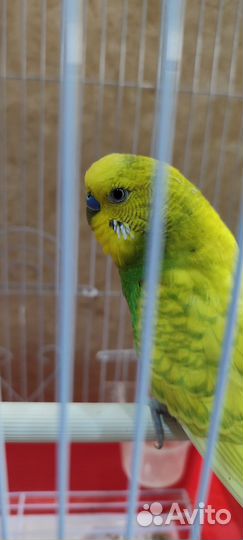 Волнистый попугай с клеткой
