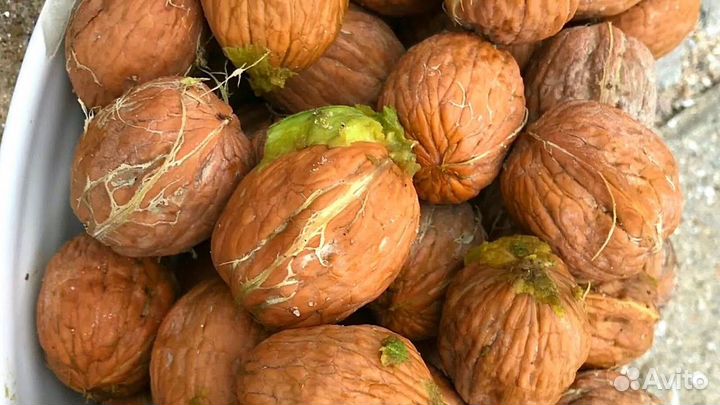 Саженцы орехоплодных садовых растений. зкс