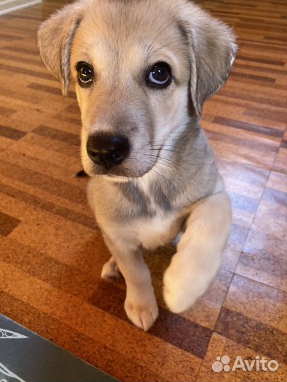 Щенок 2,5 месяца в добрые руки