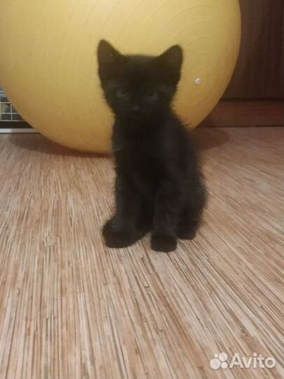 Котик