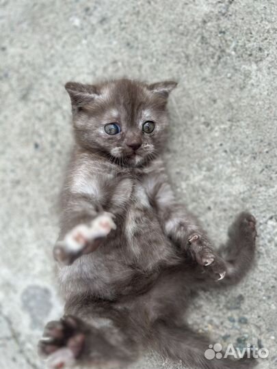 Британский котенок