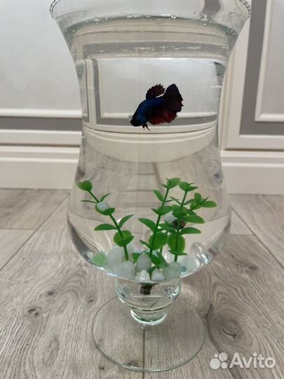 Аквариум с рыбкой
