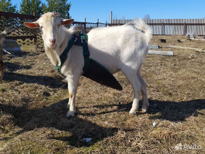 Козел зааненский