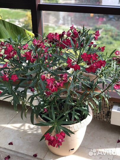 Семена Олеандра