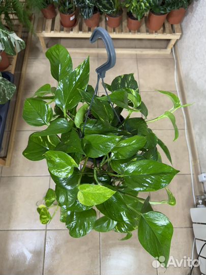 Ампельный большой эпипремнум