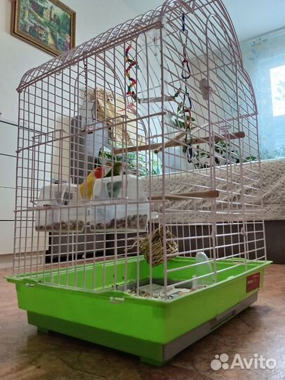 Попугай неразлучники с клеткой