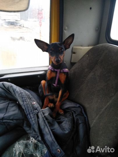 Цвергпинчер ищет подругу для серьёзных отношений