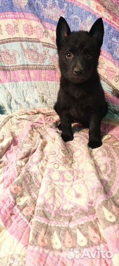 Щенок шипперке девочка