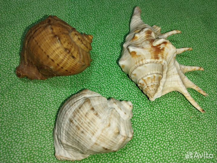 Ракушки,филин