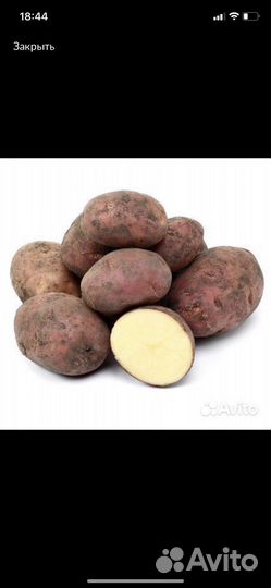 Картофель домашний