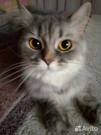 Кошка