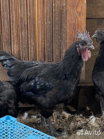 Молодые петухи Ухэйилюй в с.Великовечном