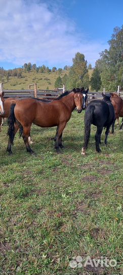 Жеребчики на племя новоалтайской породы