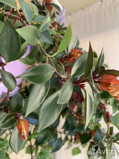 Нематантус Тропикана (гипоцирта, 