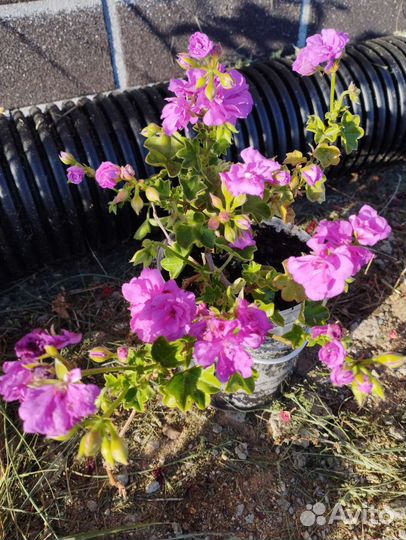 Герань ампельная пеларгония