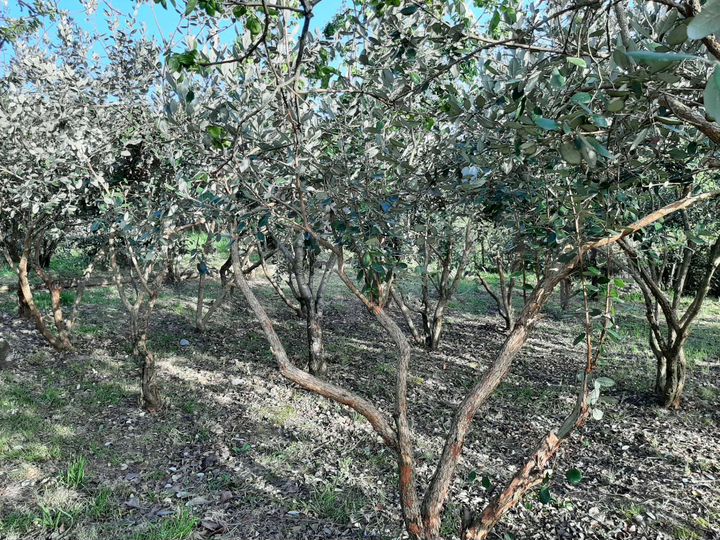 Участок 14 сот. (ИЖС)