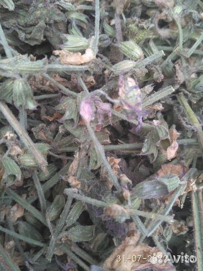 Лист шалфея лекарственного