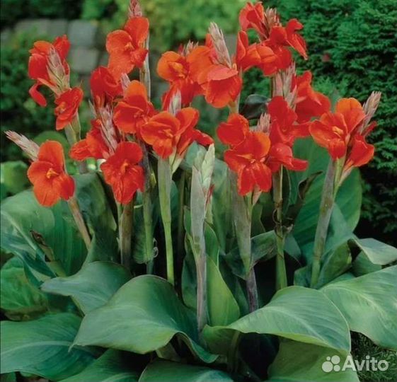 Канны сортовые