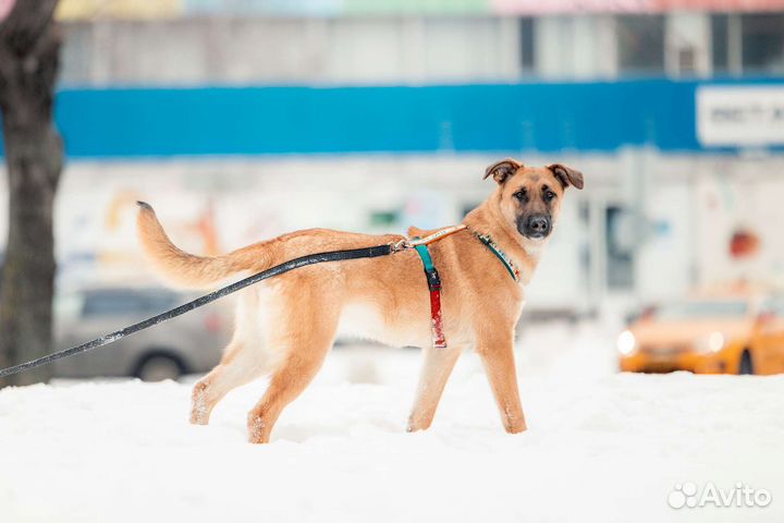 Собака в добрые руки