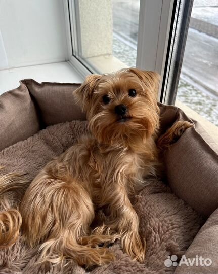 Вязка голден (голдаст) йорк