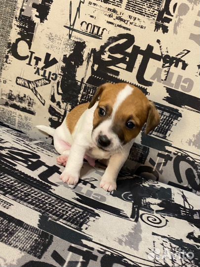 Щенки Джек рассел терьер