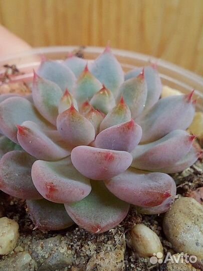 Суккуленты