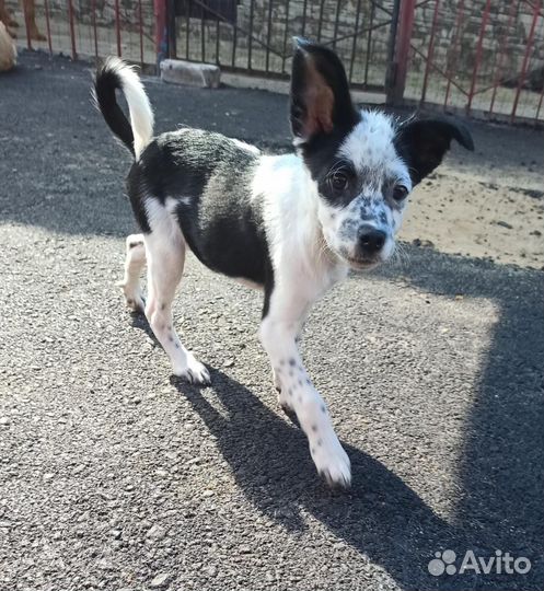 Гоша плачет без хозяина