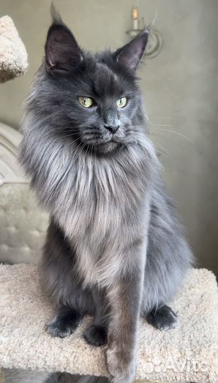 Кошки мейн-кун