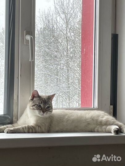 Сиамский кот