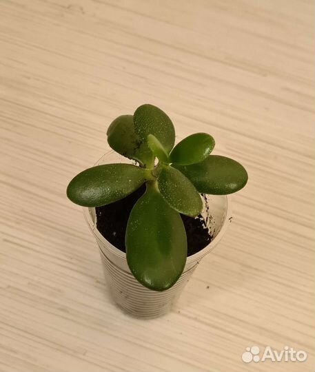 Толстянка, денежное дерево цветок