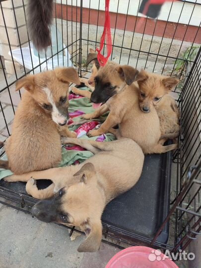 Охрана во двор