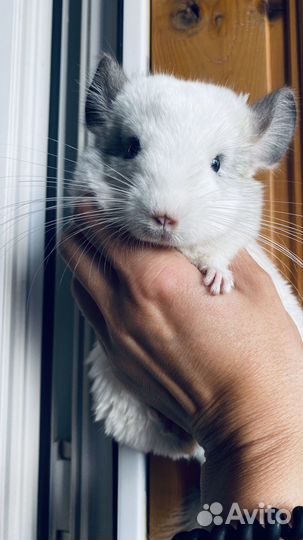 Шиншилла